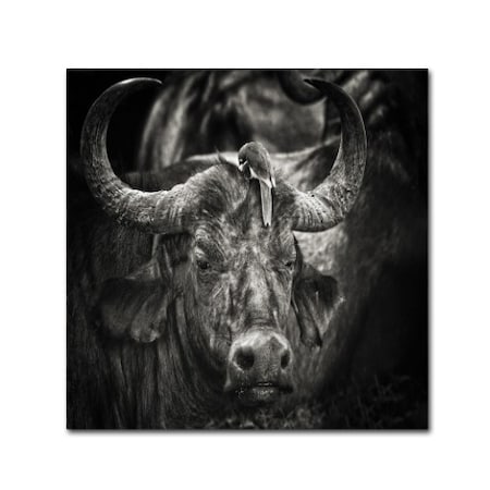 Mathilde Guillemot 'Red-Billed Oxpecker And The Buffalo' Canvas Art,35x35